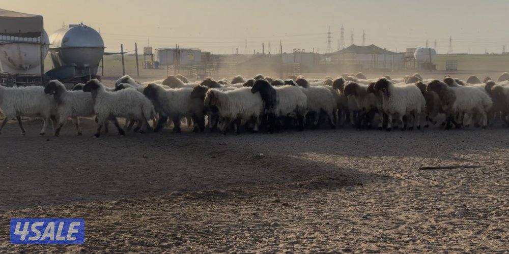 للبيع غنم طيبه2