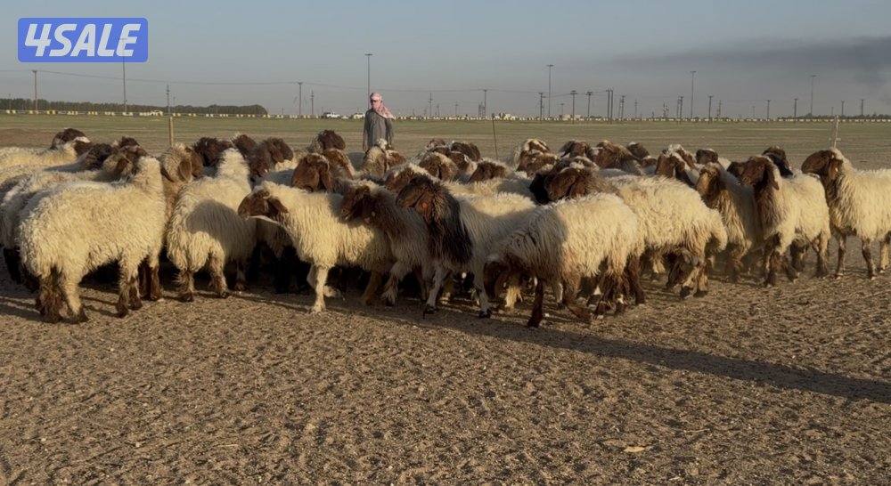 للبيع غنم طيبه1