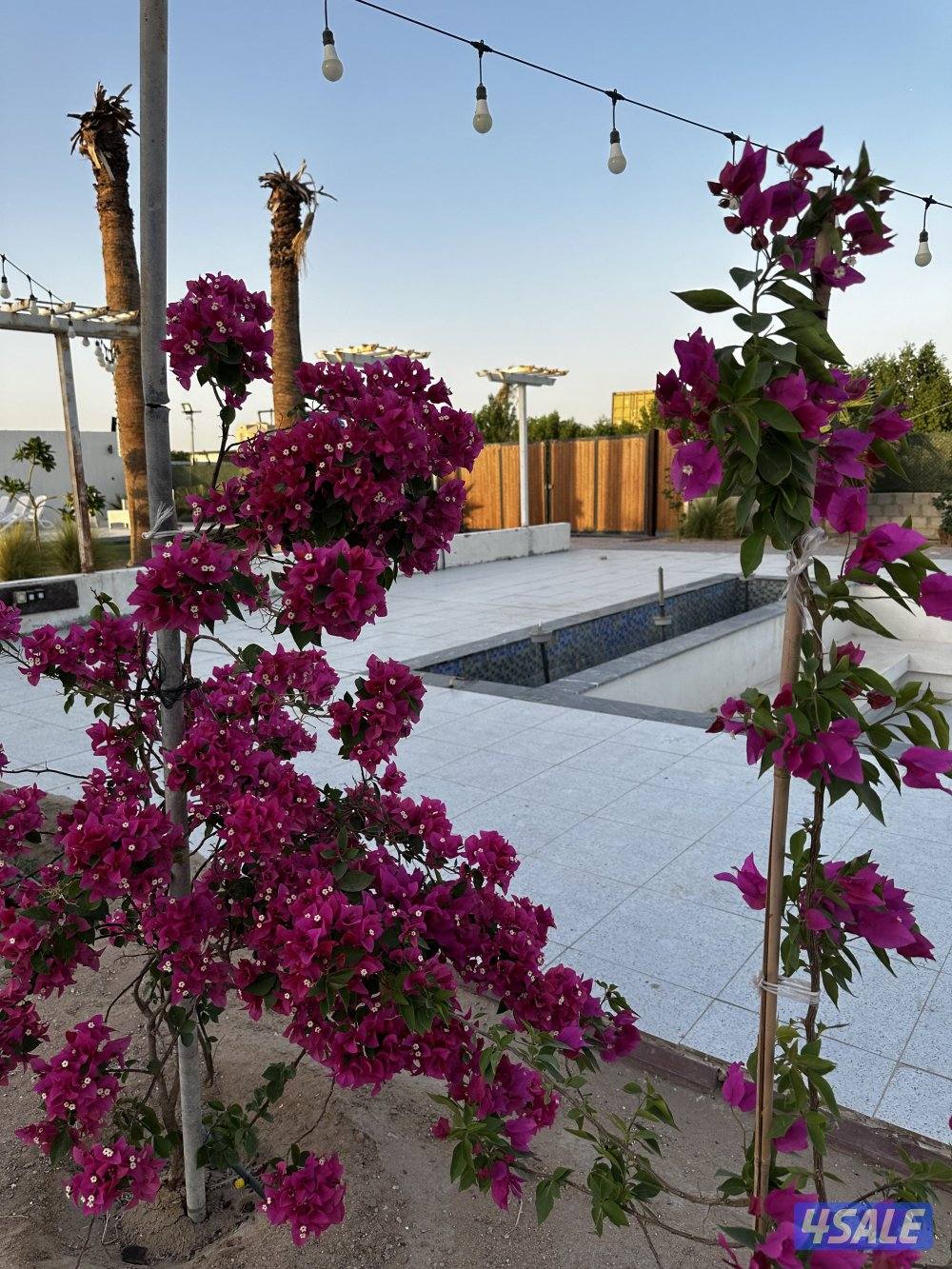 مزرعة كوينز لاند7