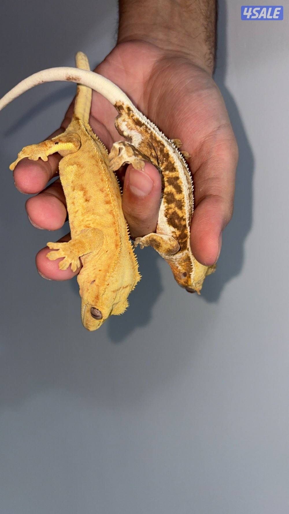 Crested gecko كرستد قيكو0