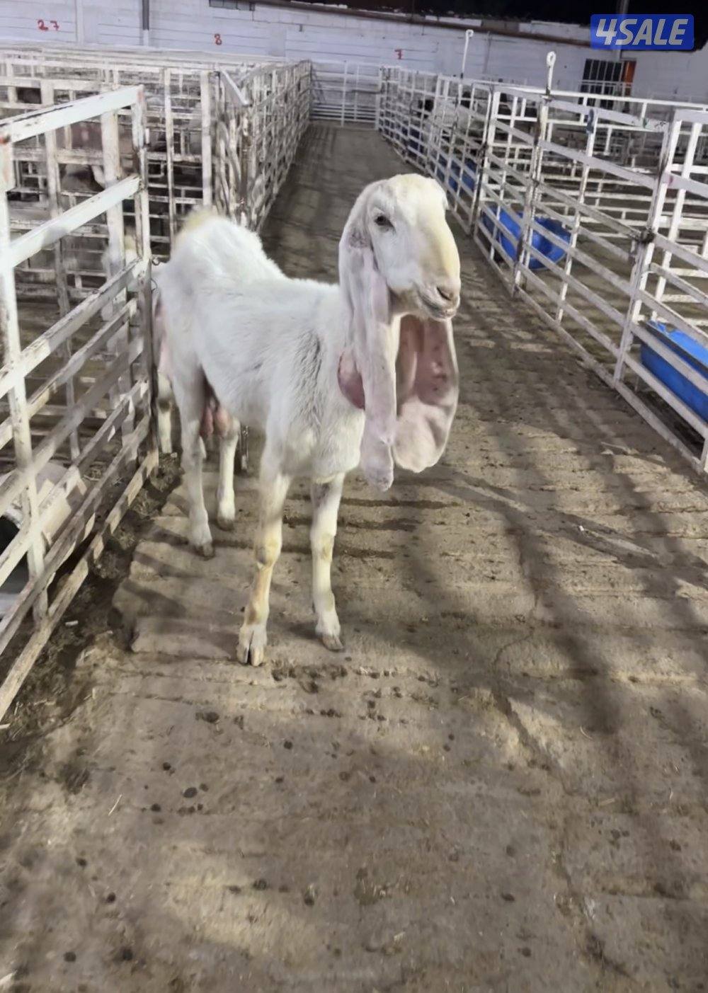 معزا فاضيه0