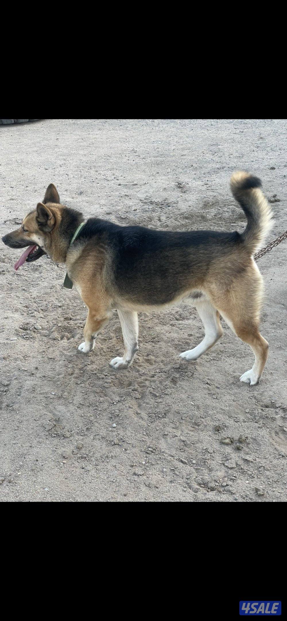 للبيع كلب اكيتا امريكي0