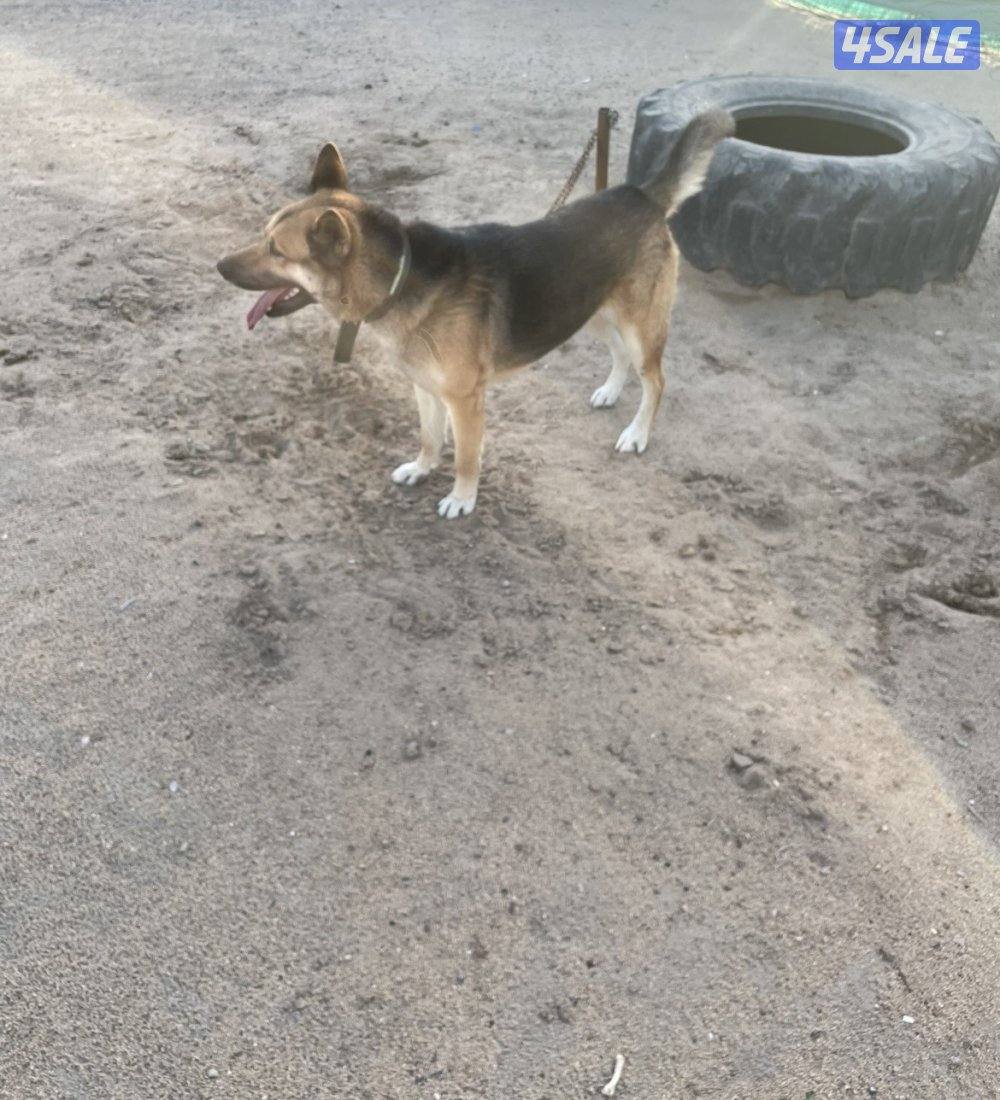 للبيع كلب اكيتا امريكي1