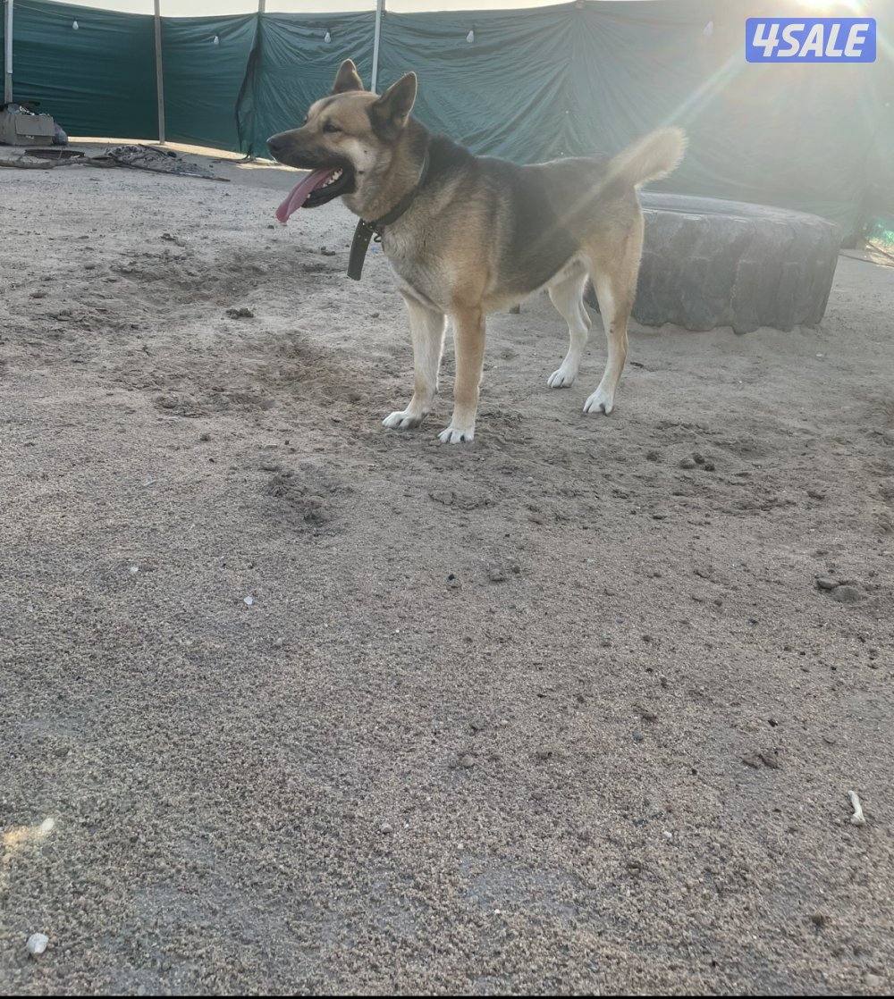 للبيع كلب اكيتا امريكي2