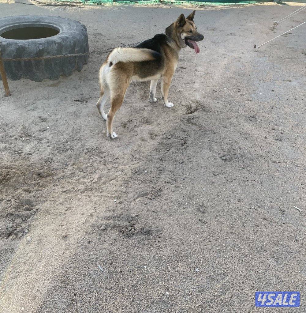 للبيع كلب اكيتا امريكي3