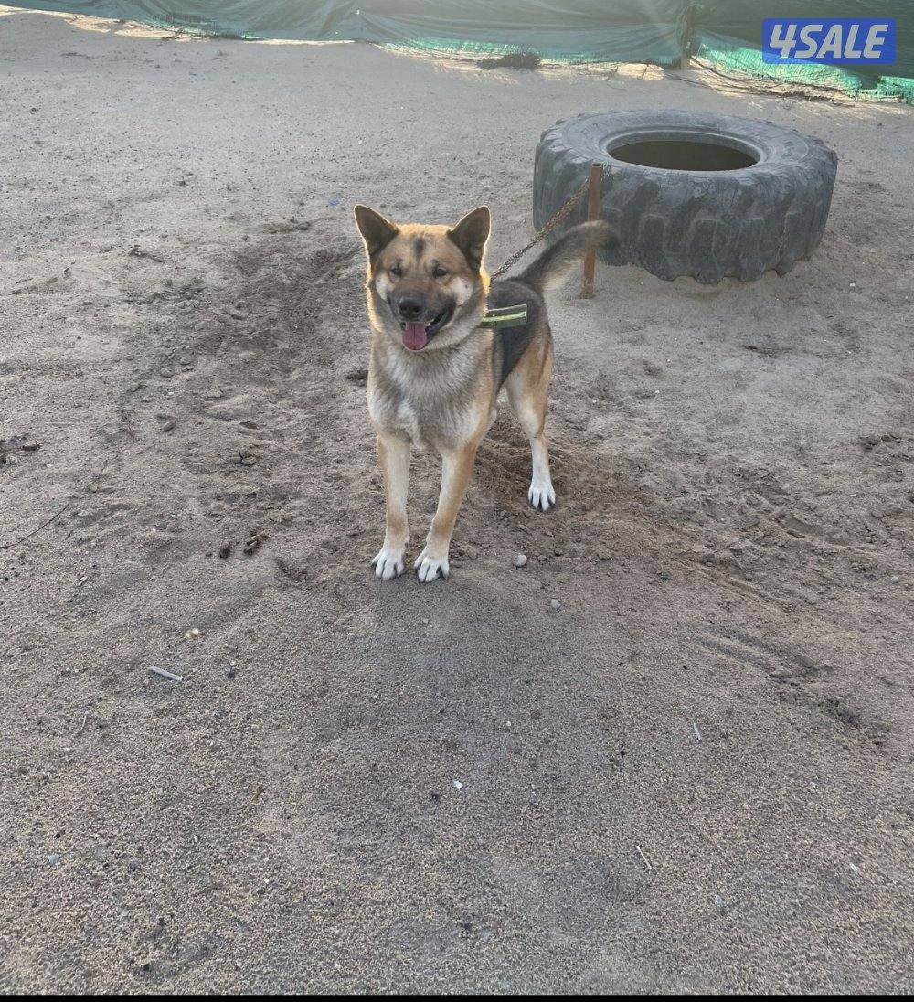للبيع كلب اكيتا امريكي4
