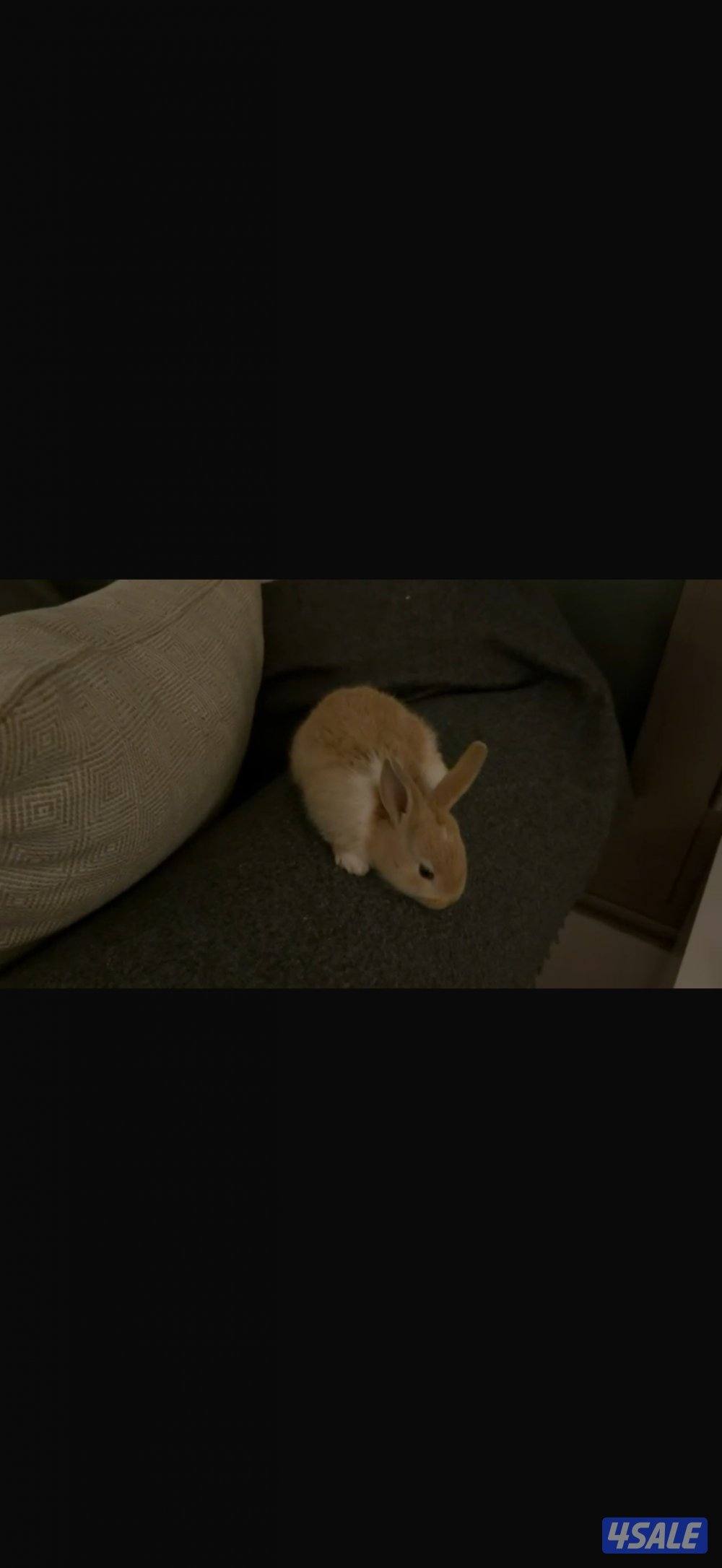 محافظة الفروانية0