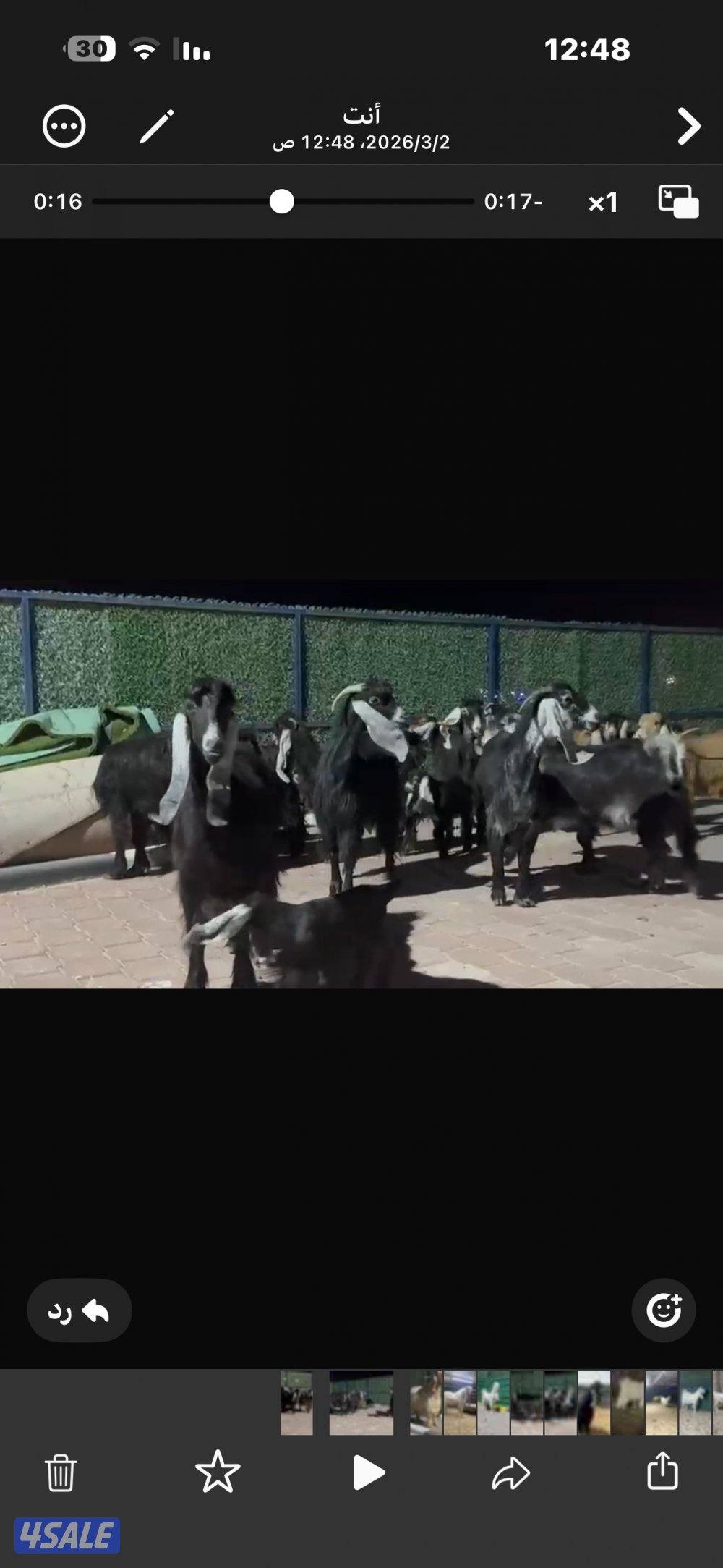 معزا عوارض العداد 13 فيها مطافيل وفيها سونار0