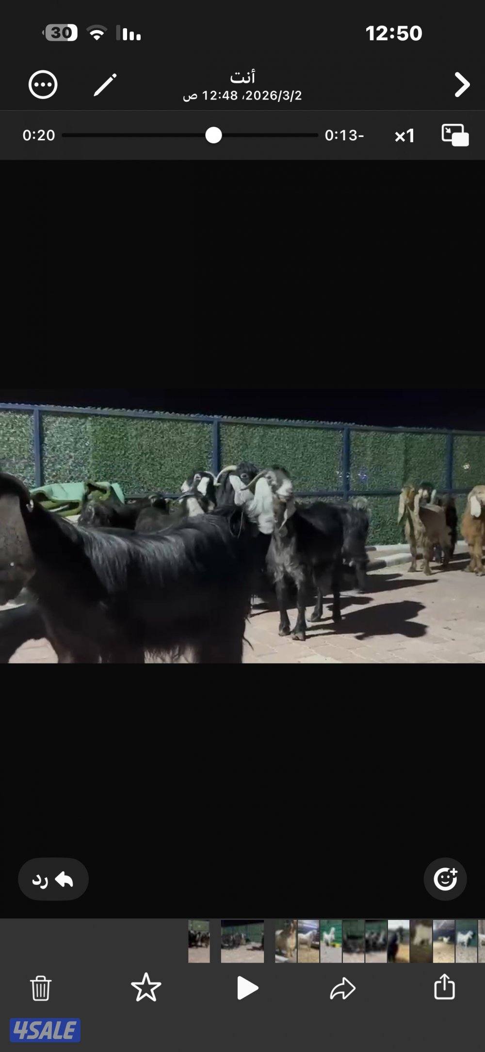 معزا عوارض العداد 13 فيها مطافيل وفيها سونار1