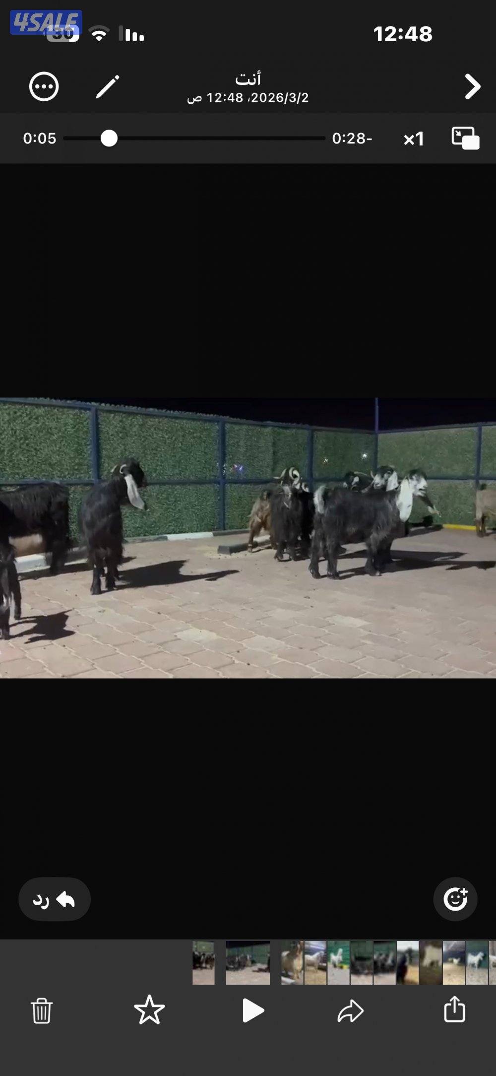 معزا عوارض العداد 13 فيها مطافيل وفيها سونار2