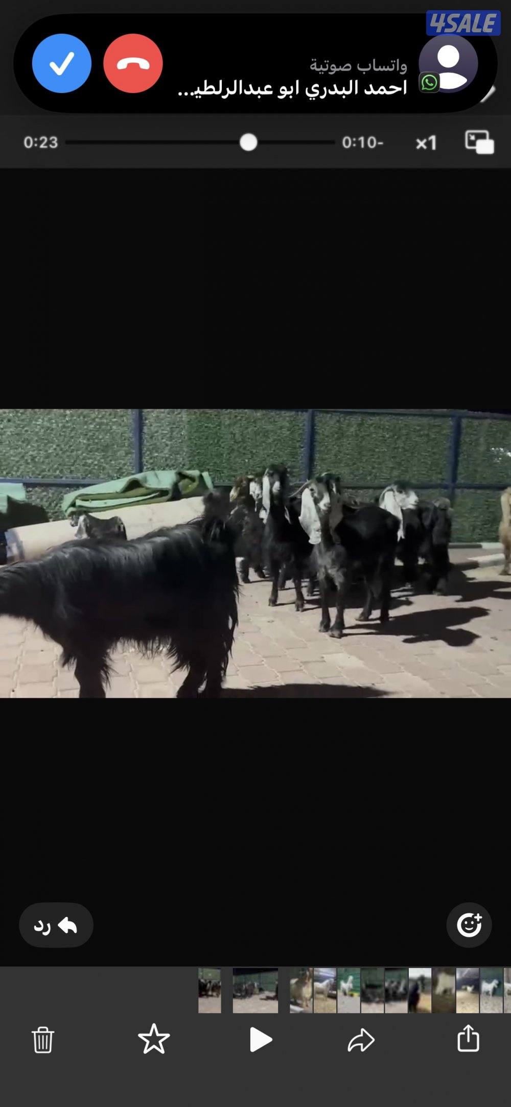 معزا عوارض العداد 13 فيها مطافيل وفيها سونار3