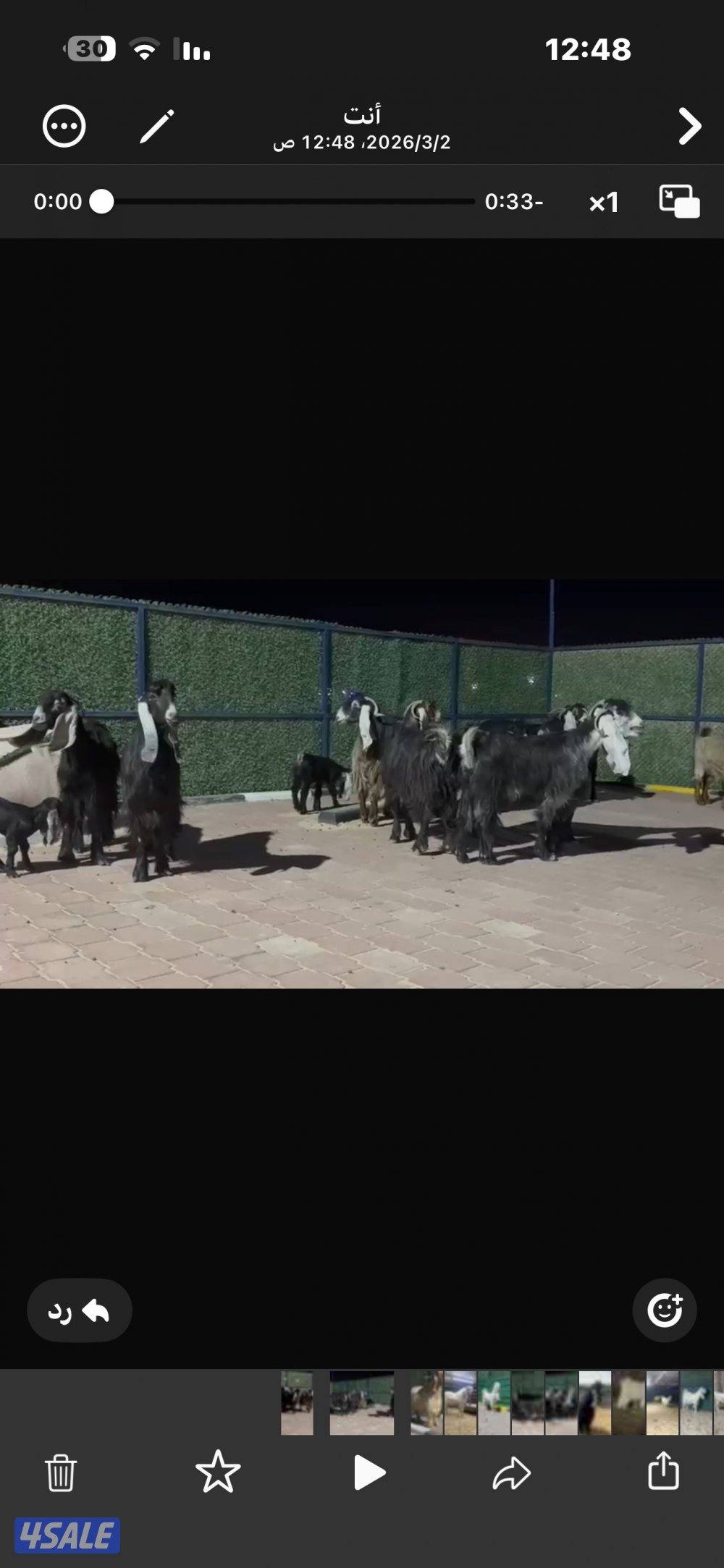 معزا عوارض العداد 13 فيها مطافيل وفيها سونار4