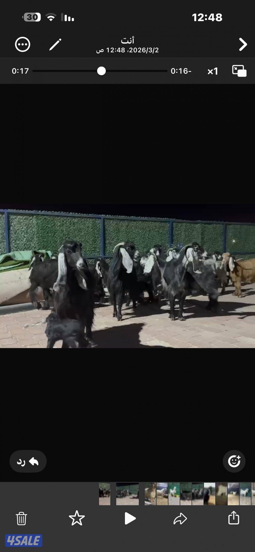 معزا عوارض العداد 13 فيها مطافيل وفيها سونار5