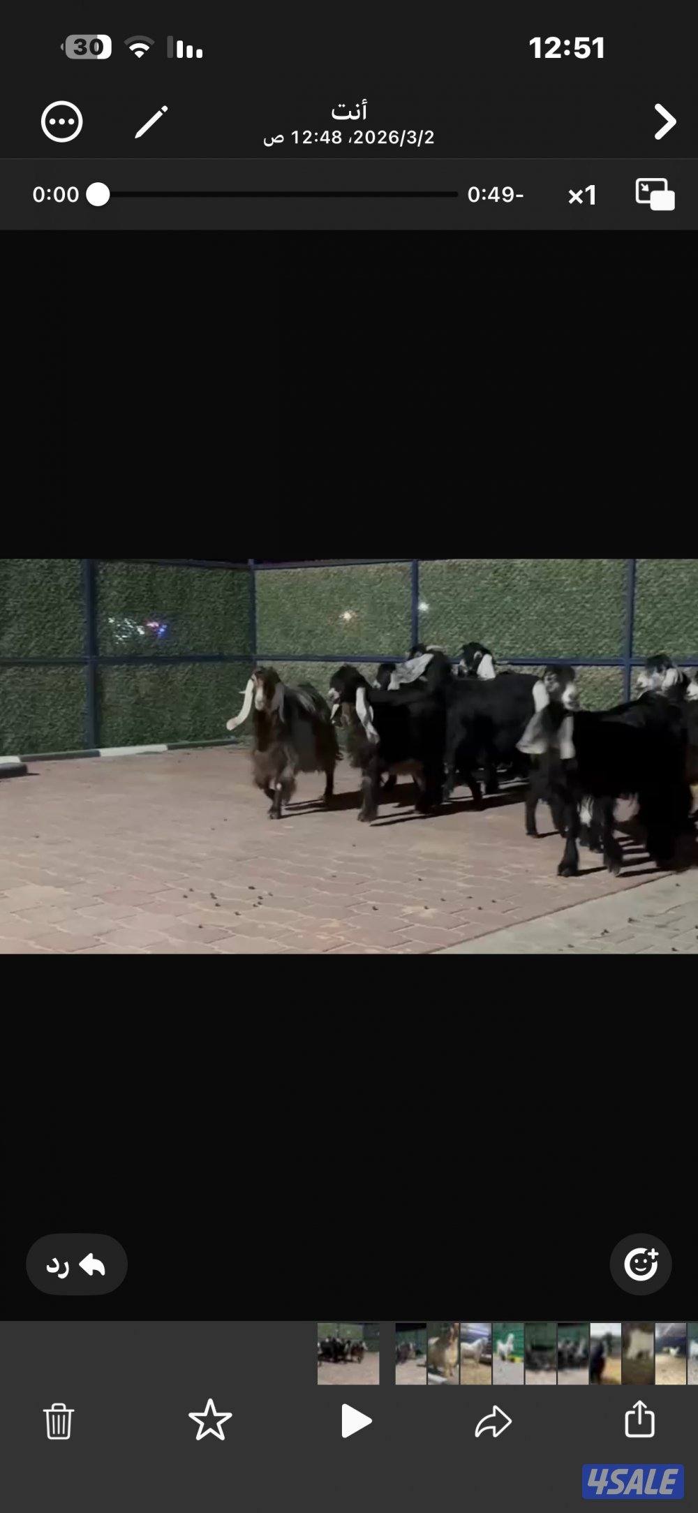 معزا عوارض العداد 13 فيها مطافيل وفيها سونار6