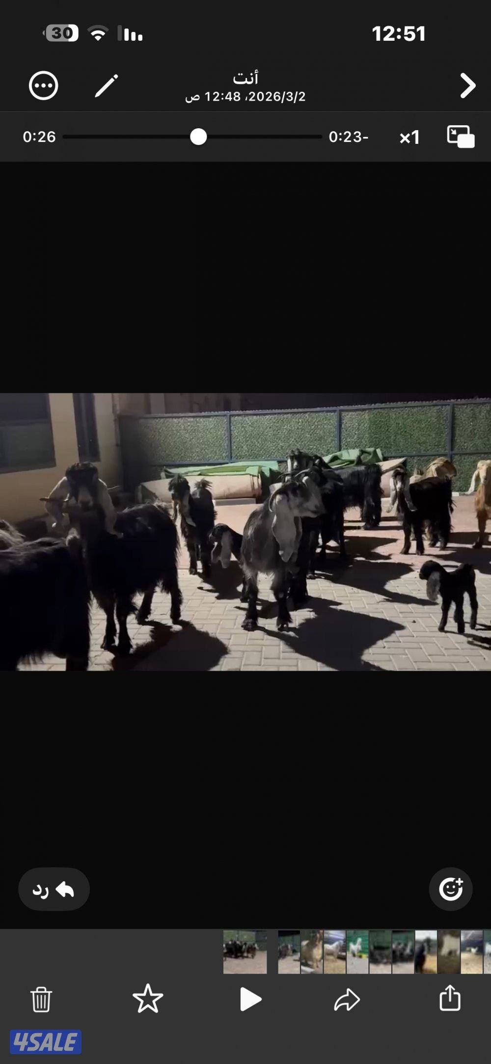 معزا عوارض العداد 13 فيها مطافيل وفيها سونار7