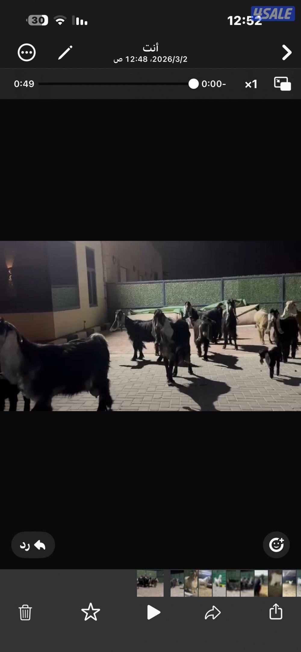 معزا عوارض العداد 13 فيها مطافيل وفيها سونار10