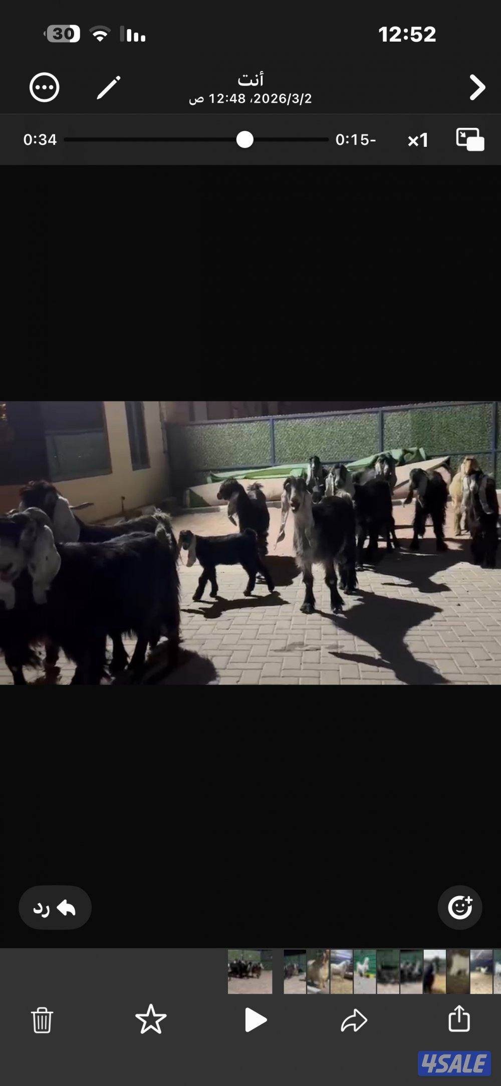 معزا عوارض العداد 13 فيها مطافيل وفيها سونار11