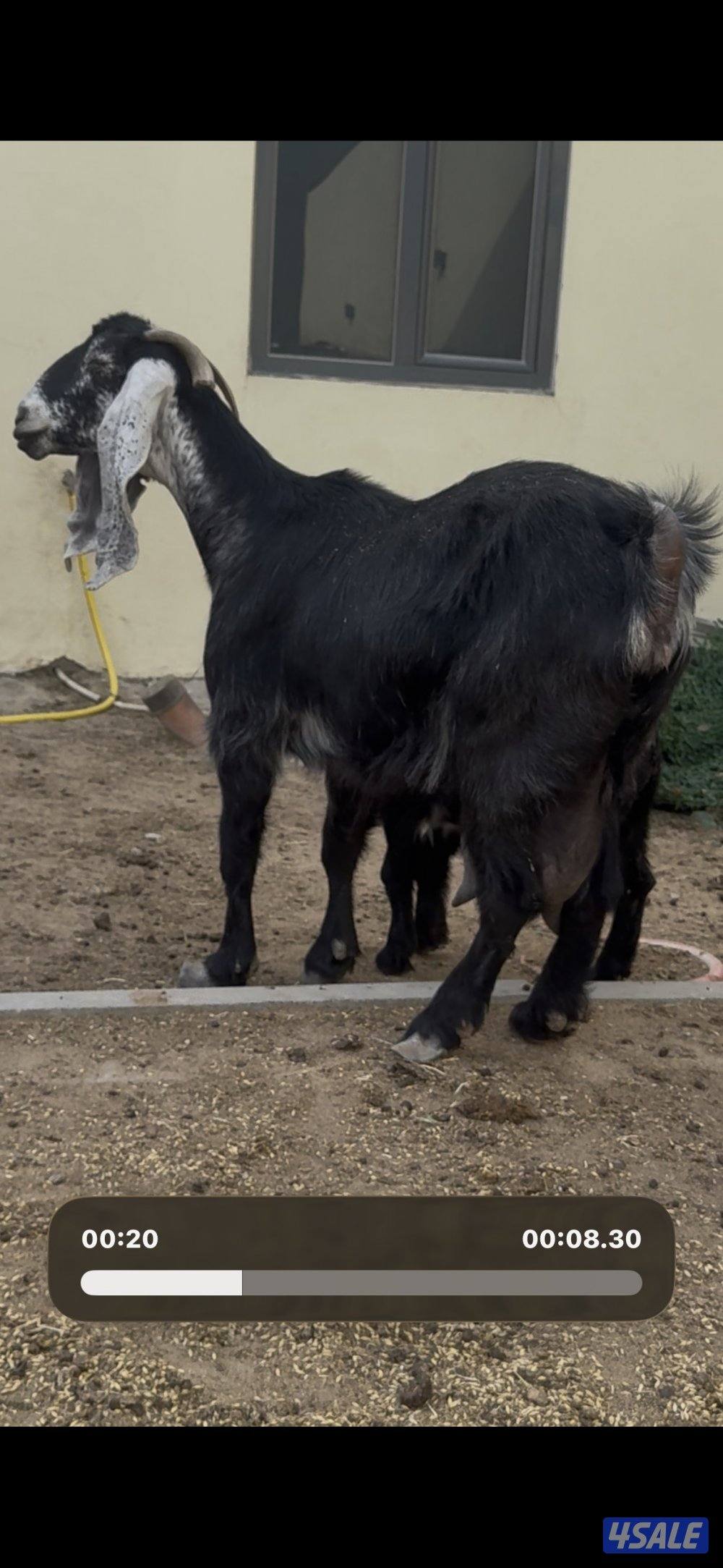 معزا عوارض العداد 13 فيها مطافيل وفيها سونار12