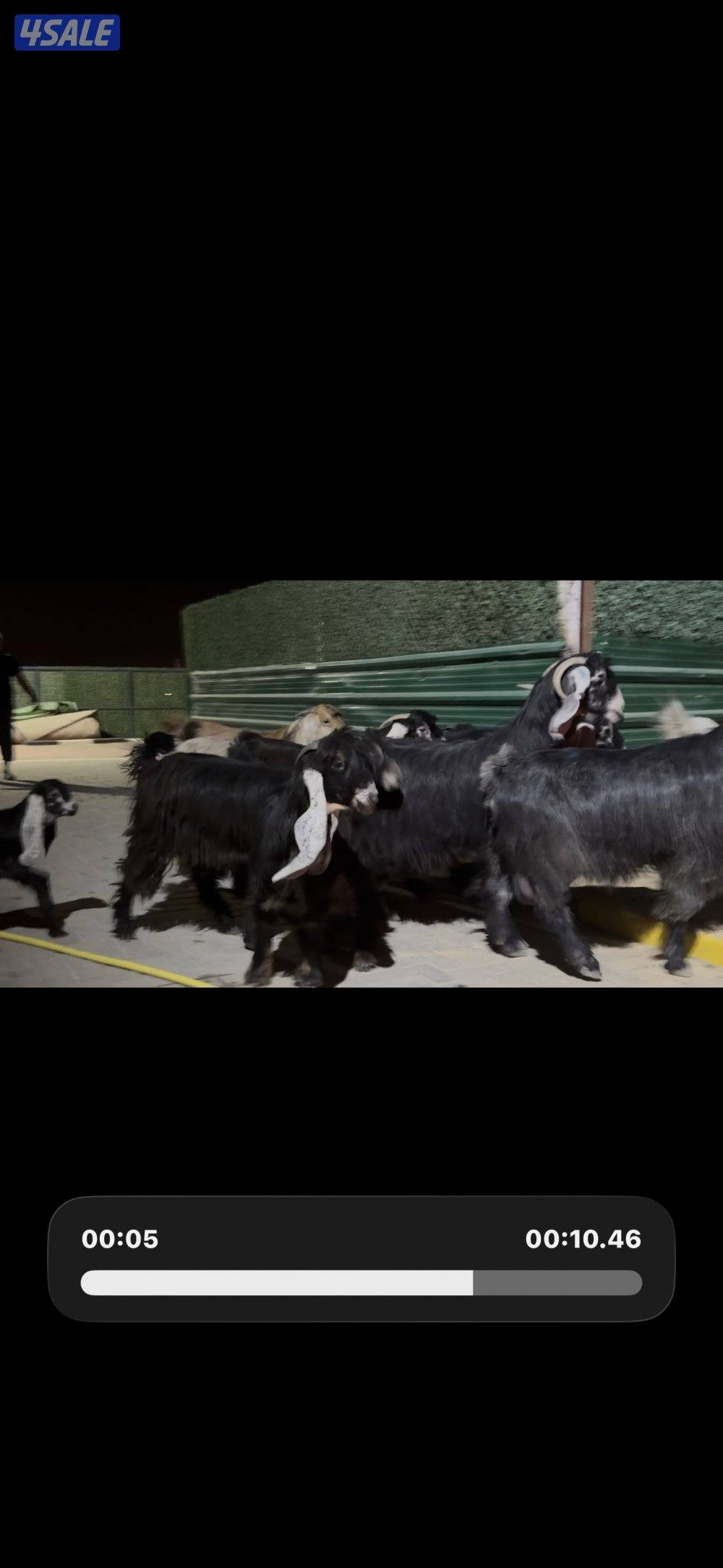 معزا عوارض العداد 13 فيها مطافيل وفيها سونار14