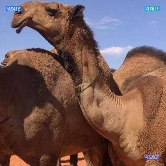 دكتور ابل شعبي نضافه رحم وتقطيع صيد وضياروكوي0