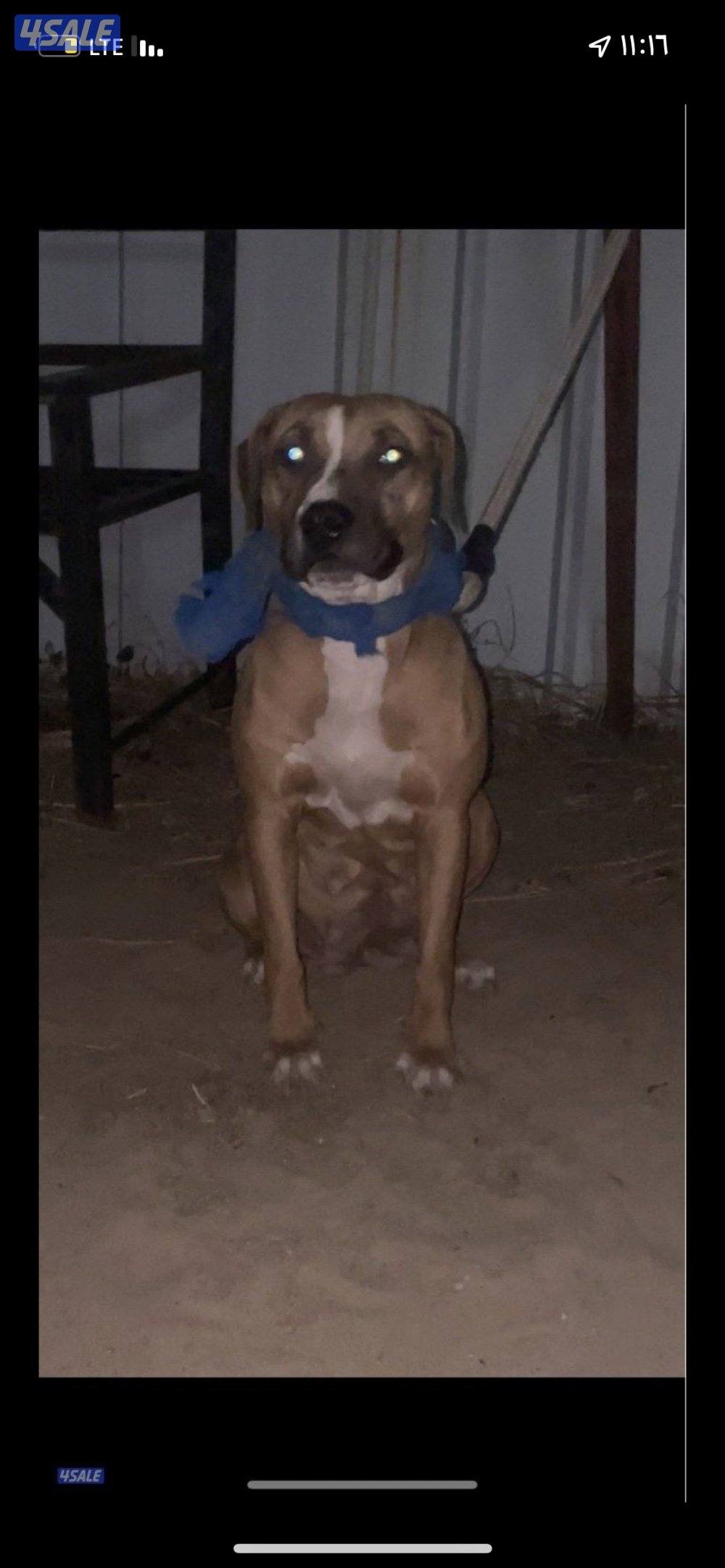 للبيع بيتبول نثيه0