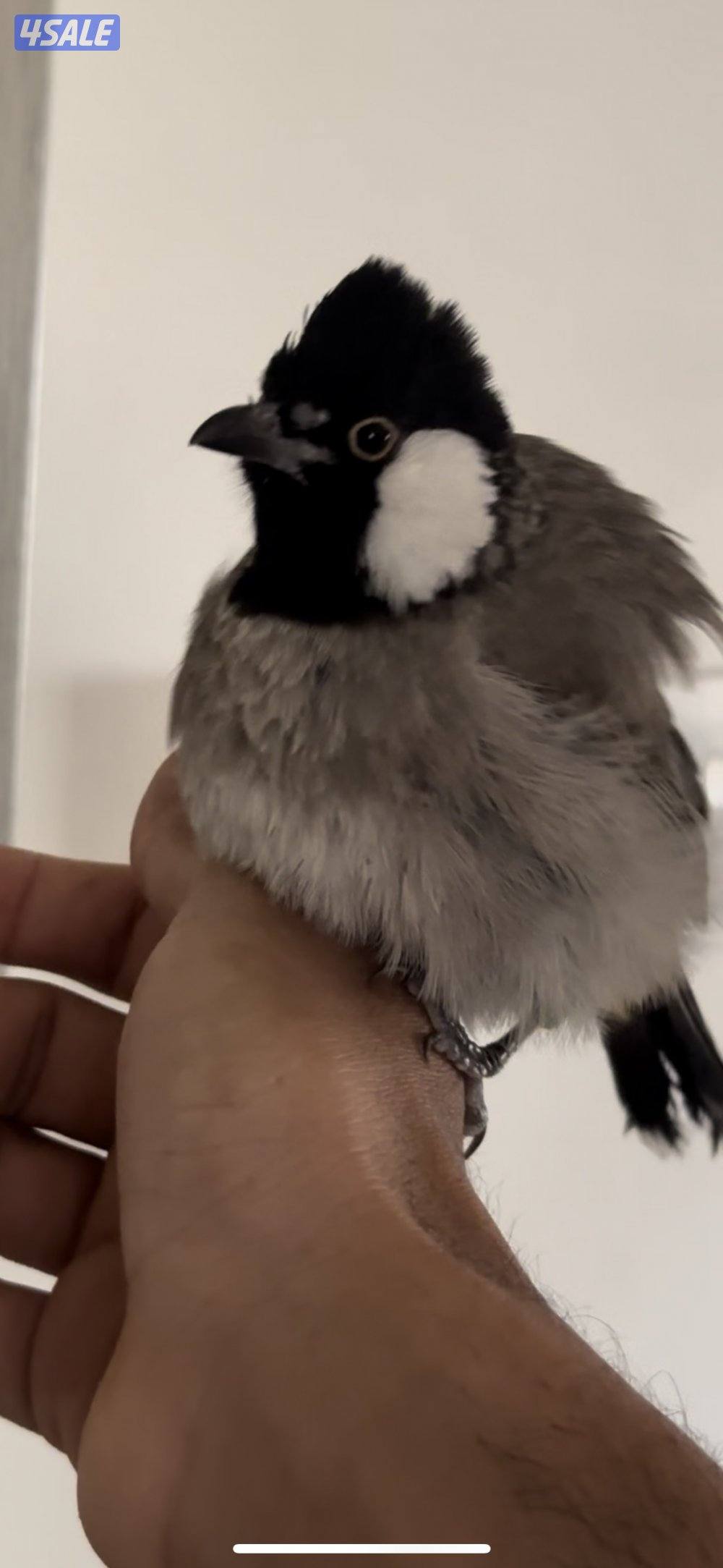 للبيع بلبل عراقي ربوه0