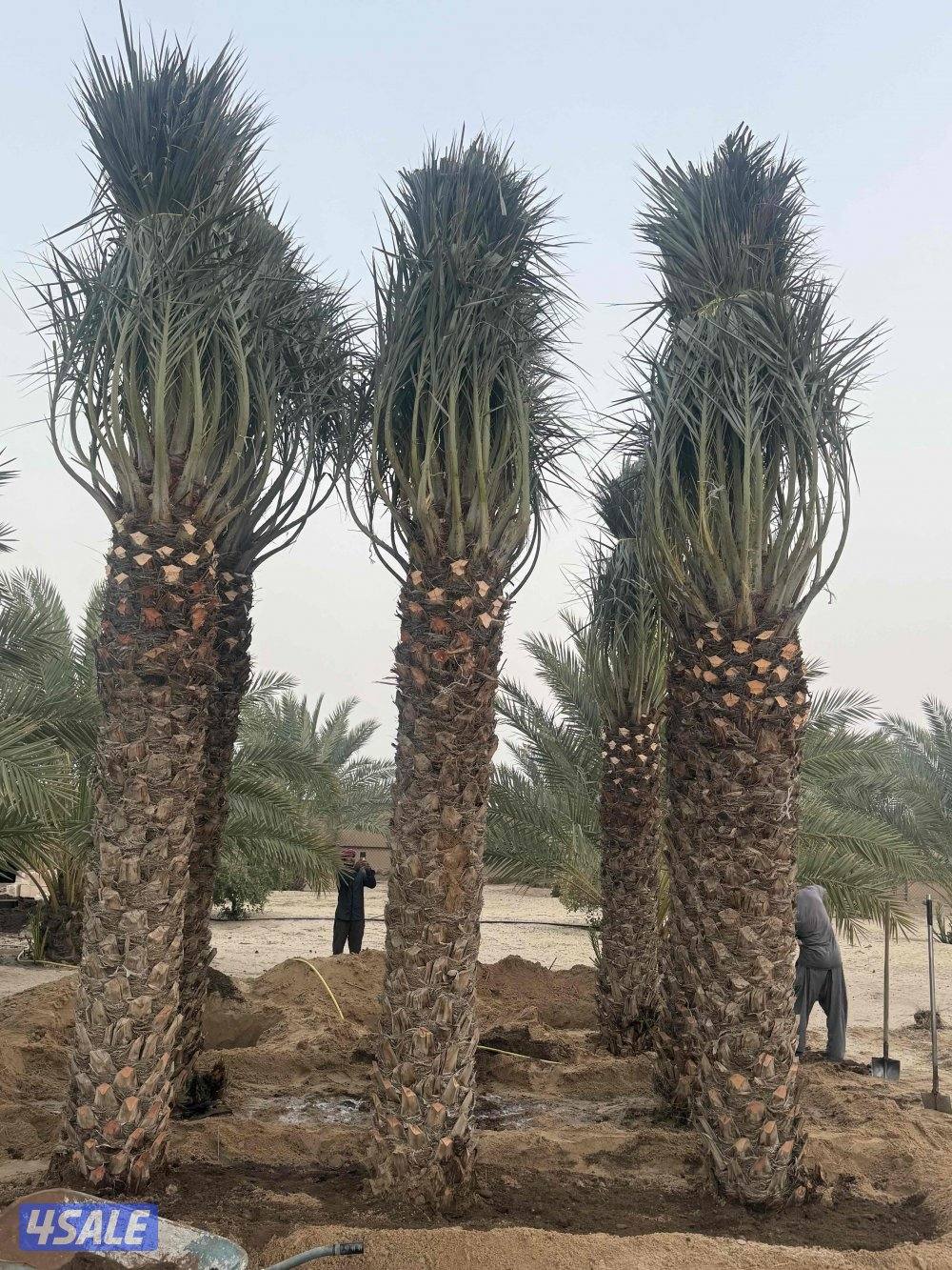 🌴اهوازي النخيل🌴0