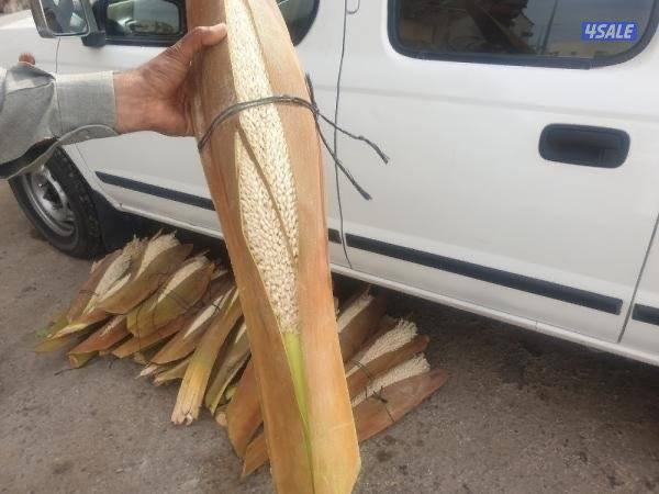 🌴اهوازي النخيل🌴1