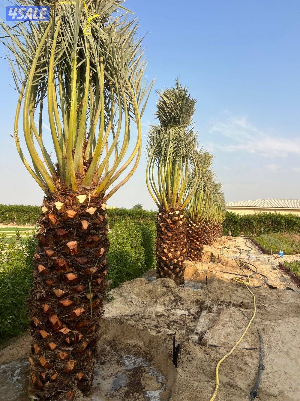 🌴اهوازي النخيل🌴2