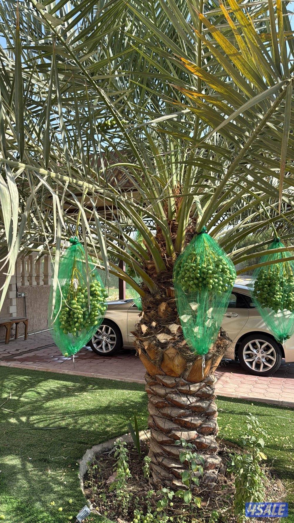 🌴اهوازي النخيل🌴4