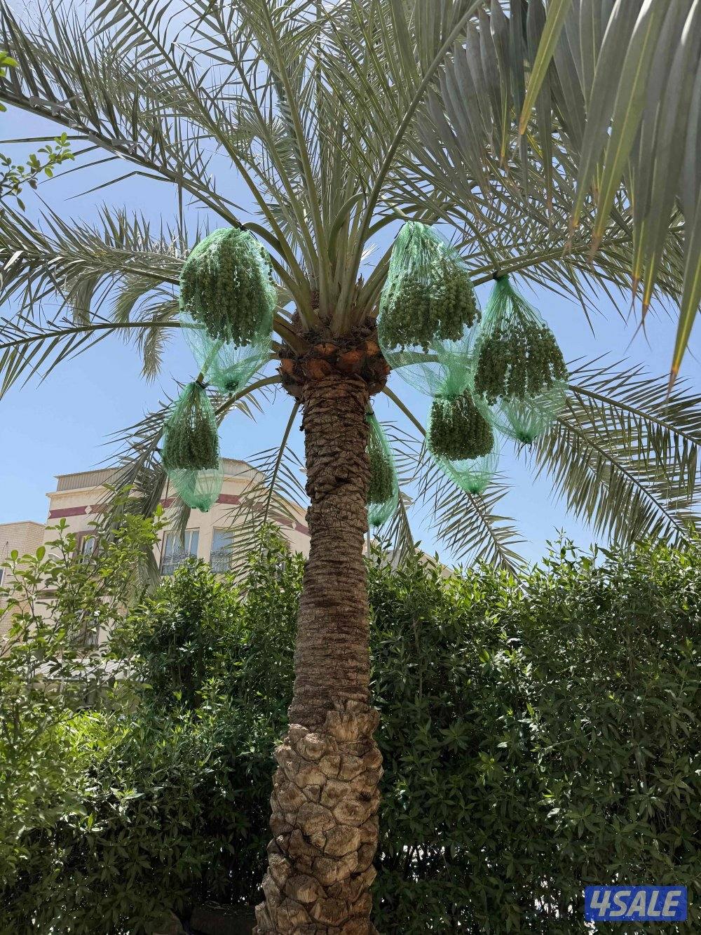 🌴اهوازي النخيل🌴5