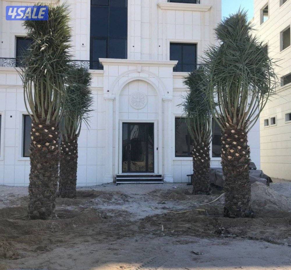 🌴اهوازي النخيل🌴6