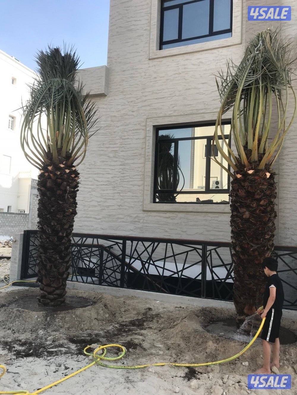 🌴اهوازي النخيل🌴7