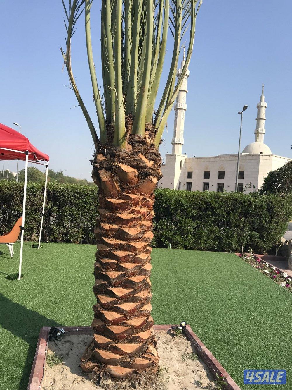 🌴اهوازي النخيل🌴8