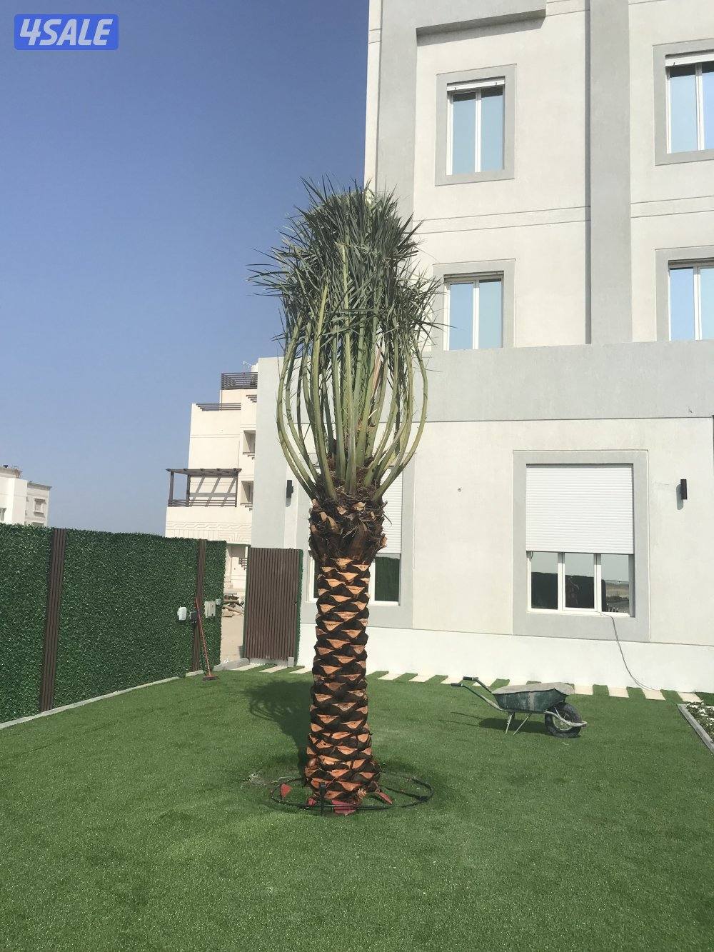 🌴اهوازي النخيل🌴9