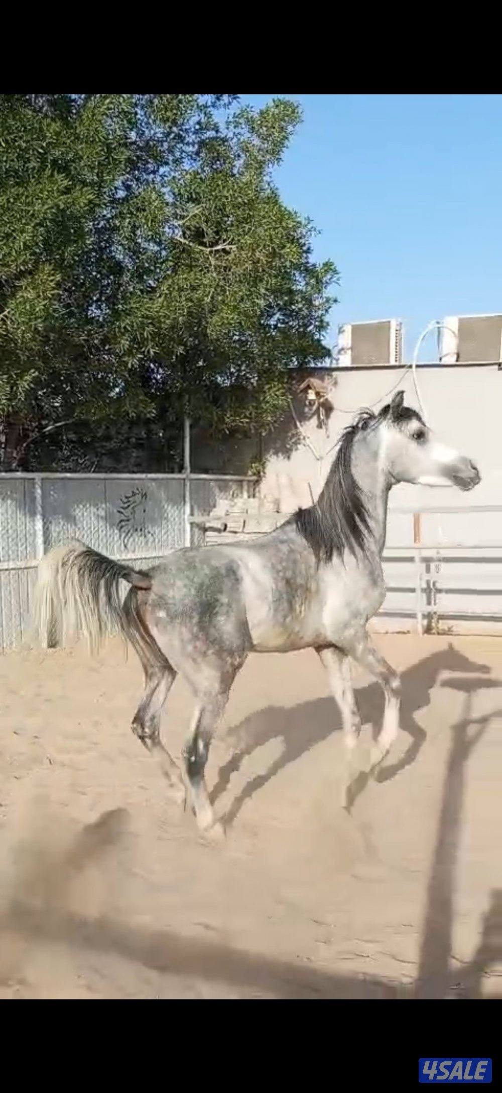 ولد الفونزو / شاهين البستان/ دي هاجس0