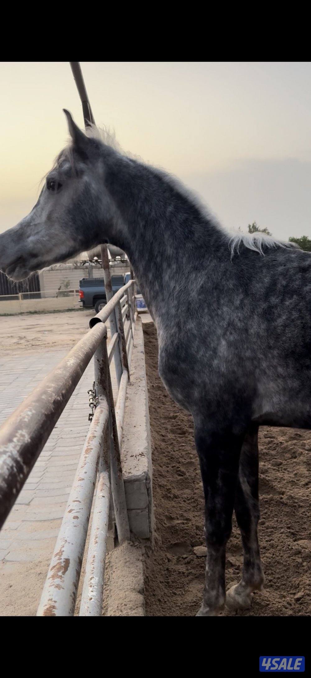 ولد الفونزو / شاهين البستان/ دي هاجس1