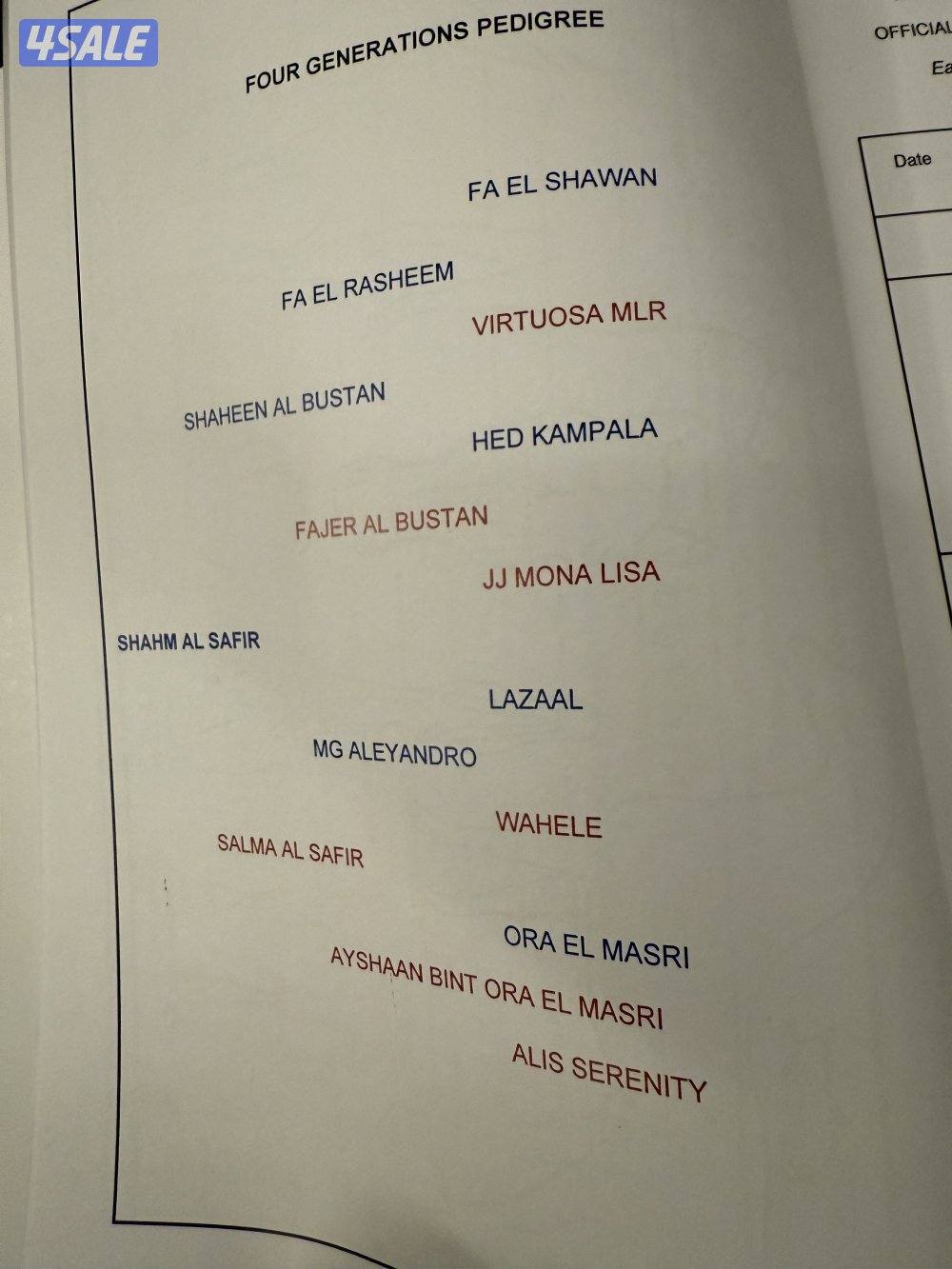 ولد الفونزو / شاهين البستان/ دي هاجس3