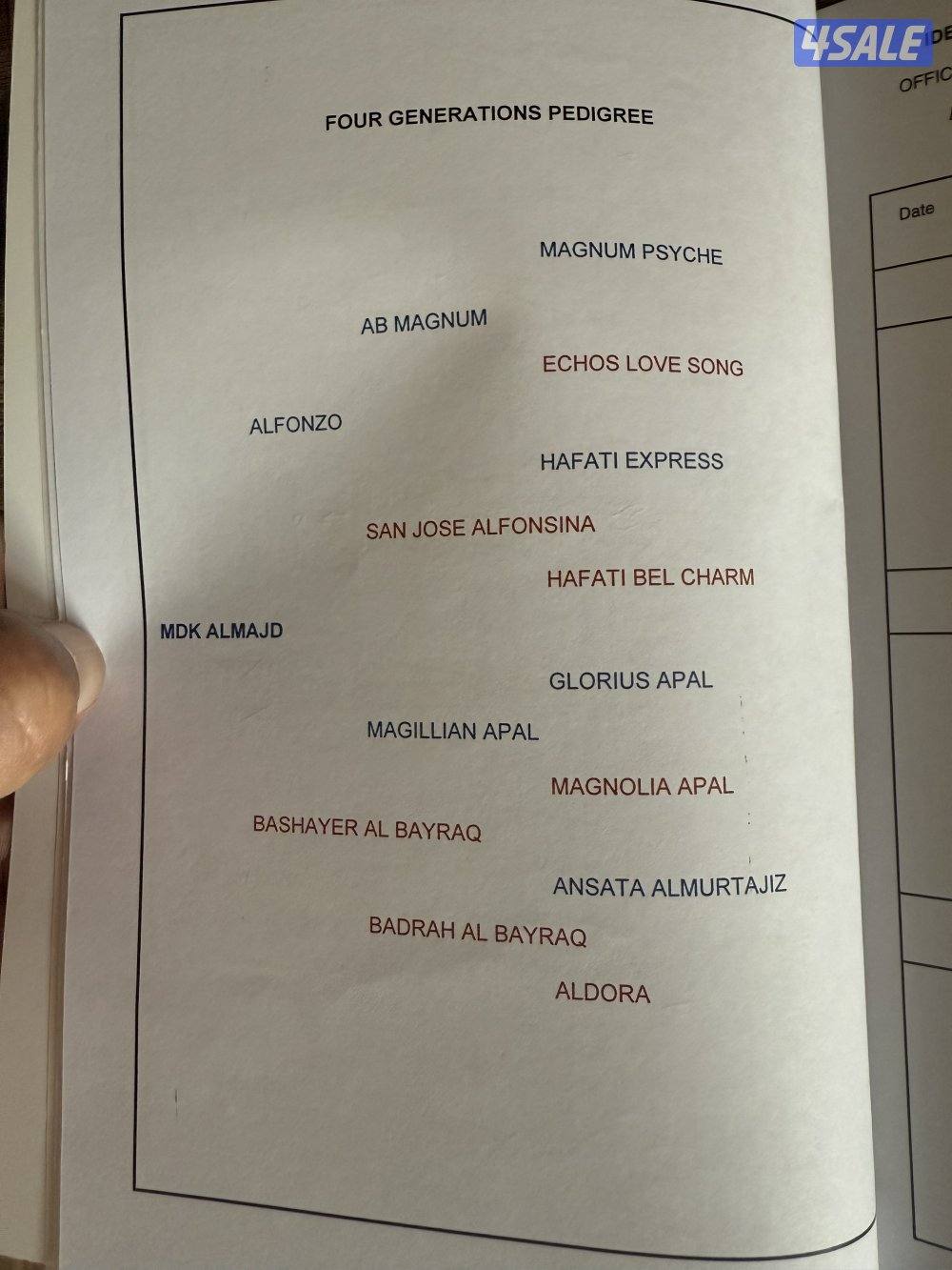 ولد الفونزو / شاهين البستان/ دي هاجس5