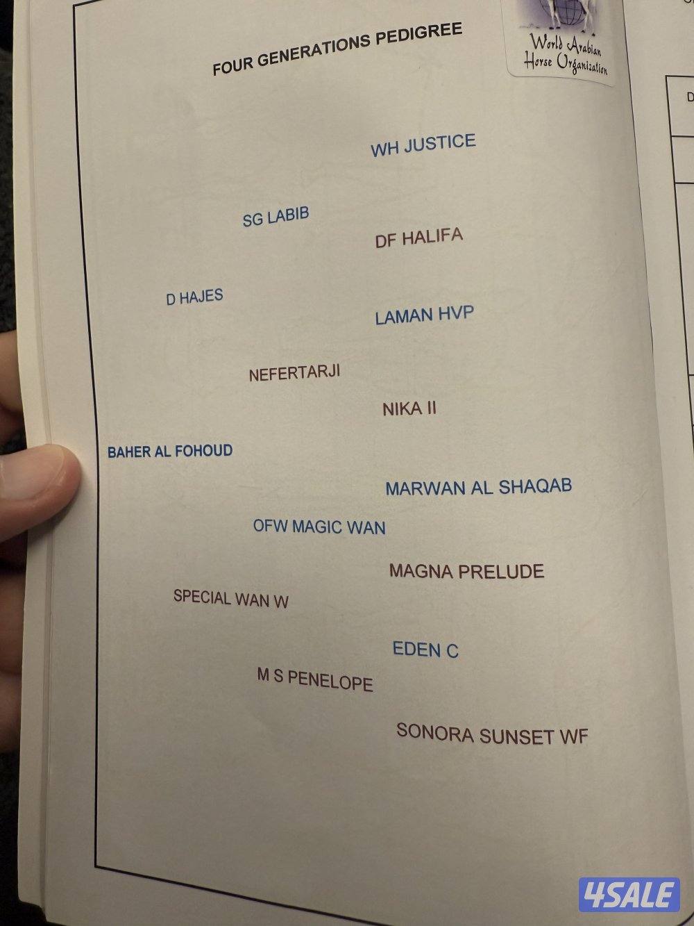 ولد الفونزو / شاهين البستان/ دي هاجس6