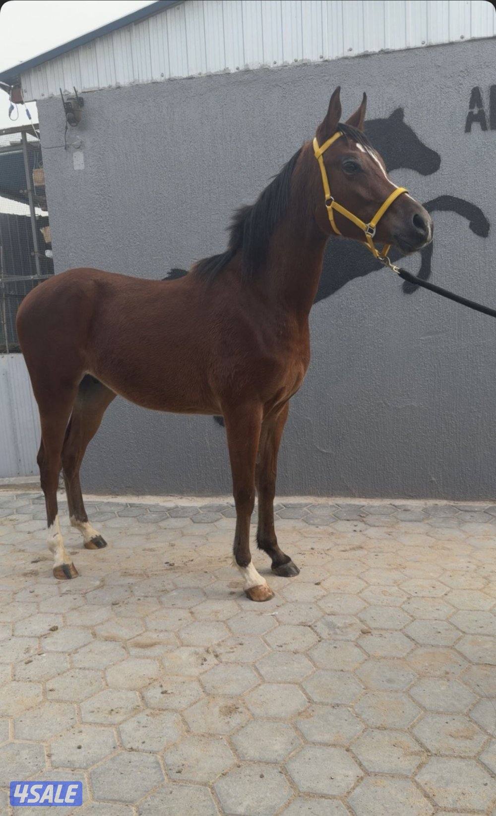 ولد الفونزو / شاهين البستان/ دي هاجس7