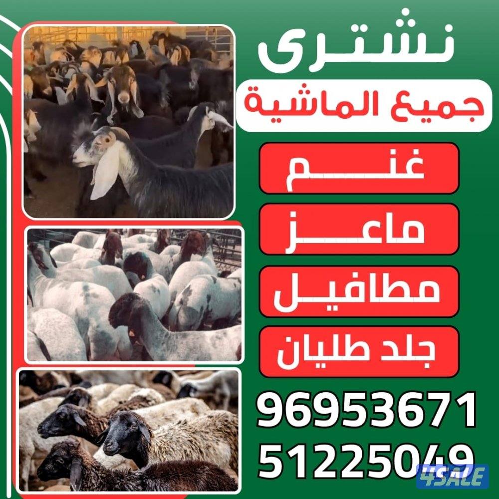 تشتري جميع الماشيه العدد مفتوح غنم وماعز تيوس ذبايح0