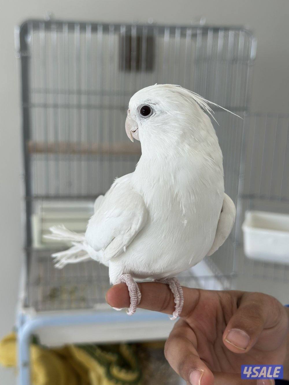 للبيع كروان هلبينو ربوه0