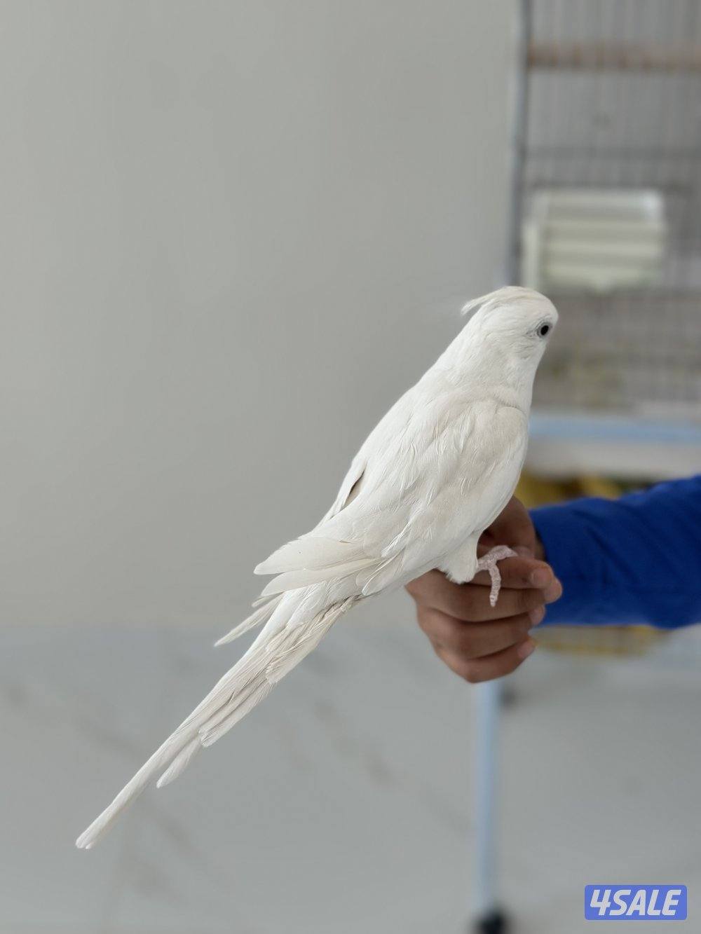 للبيع كروان هلبينو ربوه1