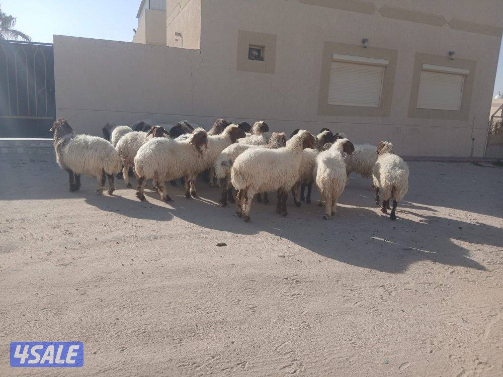 غنم للبيع1
