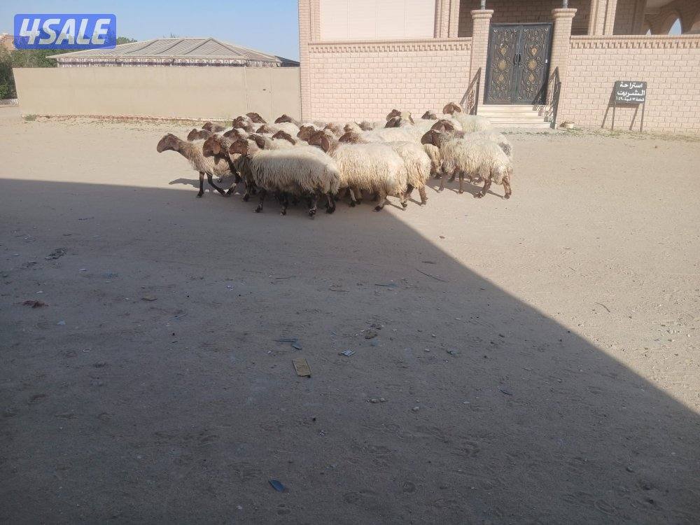 غنم للبيع0
