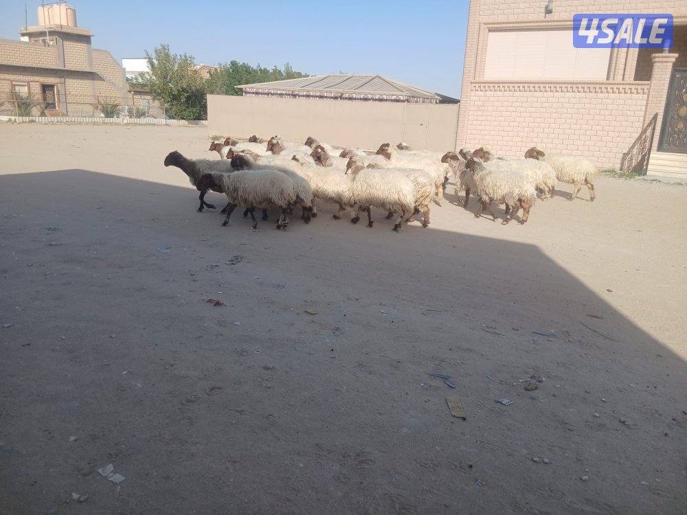 غنم للبيع2