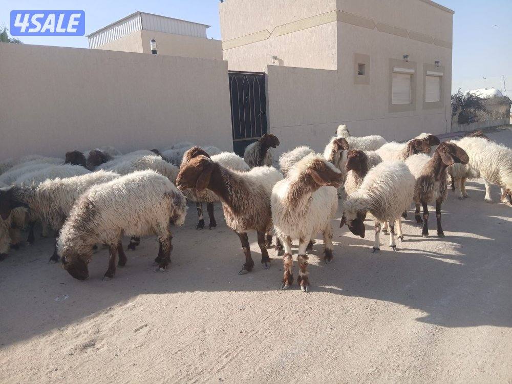 غنم للبيع4