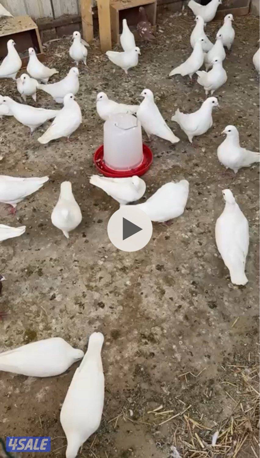 للبيع لاحم العدد من ٧٠الي٧٥ البيع علا٧٠ حبه مطعمات وجاهزات الحبه دينار0