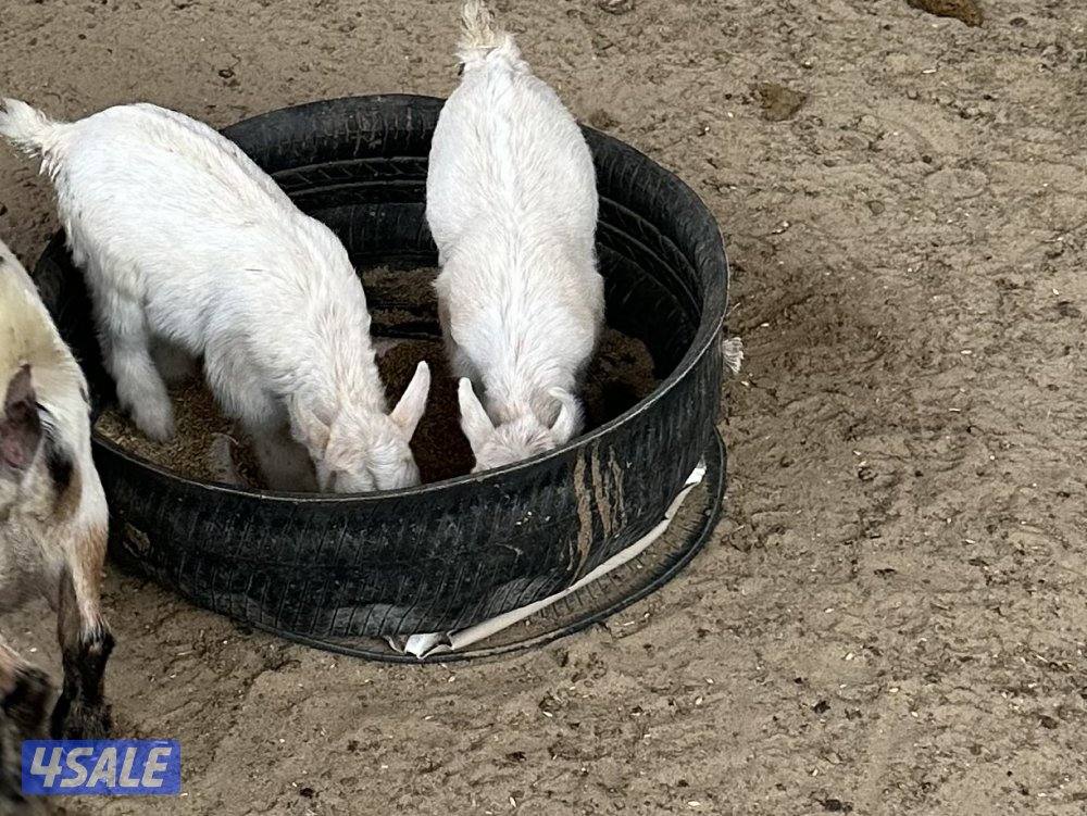 البيع عدد تيوس جيكيك0